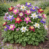 Аквилегия Aquilegia spp.