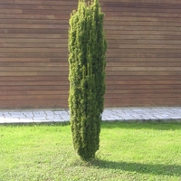 Тис ‘Fastigiata’ Taxus baccata ‘Fastigiata’