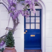 Глициния китайска Wisteria chinensis