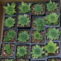 Дебелец (вечно живо) Sempervivum mix