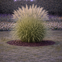 Мискантус ‘Morning Light’ Miscanthus sinensis ‘Morning Light’