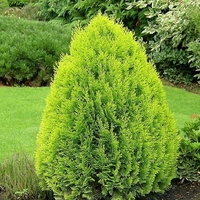 Туя ‘Aurea Nana’ Thuja occidentalis ‘Aurea Nana’