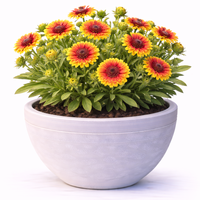 Гайлардия Gaillardia aristata