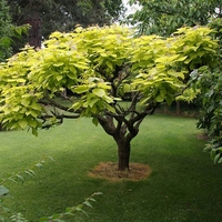 Каталпа ‘Aurea’ Catalpa bignonioides ‘Aurea’