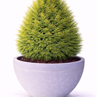 Туя източна Thuja orientalis