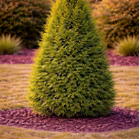 Туя ‘Brabant’ Thuja occidentalis ‘Brabant’