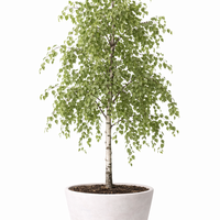 Сребролистна бреза Betula pendula