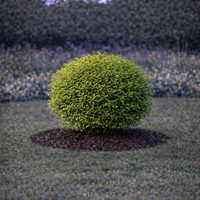 Лигуструм овалолистен Ligustrum ovalifolium