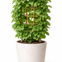 Актинидия мини киви ‘Issai’ Actinidia arguta ‘Issai’