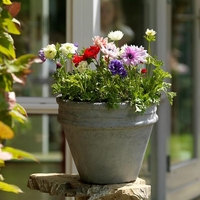 Анемония (коронария) Anemone coronaria