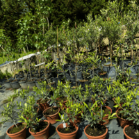 Маслина (европейска) 'Olea europaea' 20см