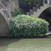 Пломбаго (син жасмин) Plumbago auriculata