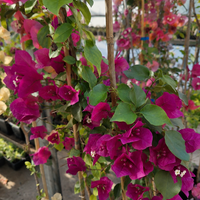Бугенвилия  'Bougainvillea spp.'