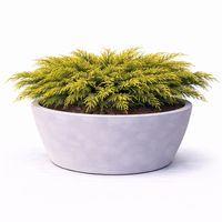 Хвойна хоризонтална ‘Old Gold’ Juniperus horizontalis ‘Old Gold’