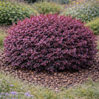 Берберис Тунберг ‘Atropurpurea Nana’ Berberis thunbergii ‘Atropurpurea Nana’