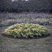 Хвойна сабина (пъстра) Juniperus sabina ‘Variegata’