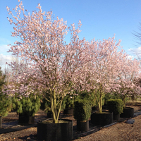 Джанка ‘Nigra’ Prunus cerasifera ‘Nigra’
