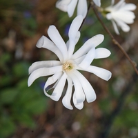 Магнолия звездовидна Magnolia stellata