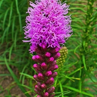 Лиатрис Liatris spicata