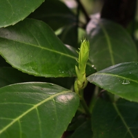 Лавровишня  Prunus laurocerassus