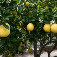 Грейпфрут   Citrus paradisi