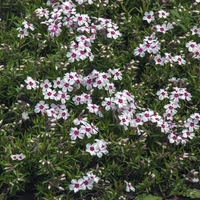 Флокс Phlox subulta mix