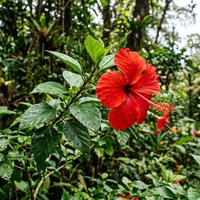 Хибискус Hibiscus syriacus