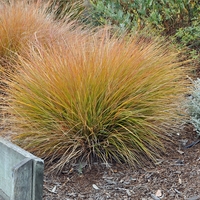 Карекс (съчмолистна острица) Carex spp.