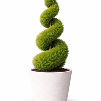 Лейландов кипарис (спирала) Cupressocyparis leylandii