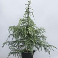 Кедър хималайски Cedrus deodara