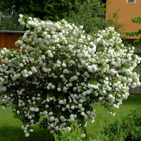 Калина ‘Roseum’ Viburnum opulus ‘Roseum’