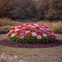 Карамфил (градински) Dianthus chinensis