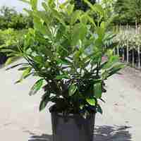 Лавровишня ‘Novita’ Prunus laurocerasus ‘Novita’