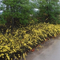 Жасмин зимен Jasminum nudiflorum
