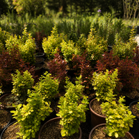Берберис Тунберг видове 'Berberis thunbergii spp.'