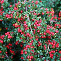 Котонеастер (пълзящ) Cotoneaster dammeri