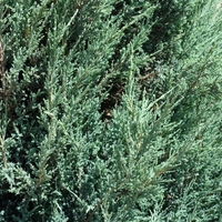 Хвойна, Смрика, Юниперус Блу Ароу  Juniperus scopulorum 