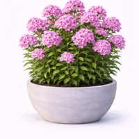 Флокс Phlox paniculata