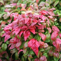 Нандина домашна Nandina domestica