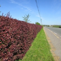 Берберис Тунберг ‘Aurea’ Berberis thunbergii ‘Aurea’