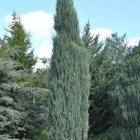 Хвойна скална ‘Blue Arrow’ Juniperus scopulorum ‘Blue Arrow’