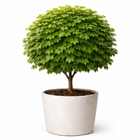 Норвежки клен ‘Globosum’ Acer platanoides ‘Globosum’