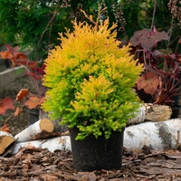 Туя ‘Rheingold’ Thuja occidentalis ‘Rheingold’