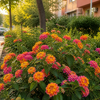 Лантана 'Lantana camara'