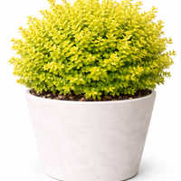 Берберис Тунберг ‘Aurea’ Berberis thunbergii ‘Aurea’