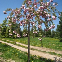Японска вишна ‘Kiku-shidare-zakura’ Prunus serrulata ‘Kiku-shidare-zakura’