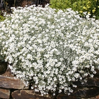 Церастиум (сребърна тревичка) Cerastium tomentosum
