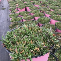 Делосперма Delosperma spp.