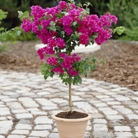 Бугенвилия (микс) Bougainvillea spp.