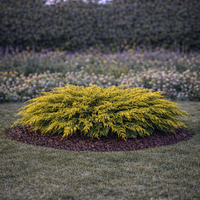 Хвойна хоризонтална ‘Old Gold’ Juniperus horizontalis ‘Old Gold’